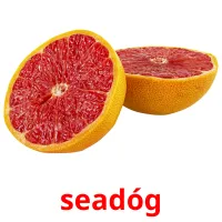 seadóg picture flashcards