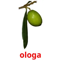 ologa карточки энциклопедических знаний