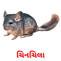 ચિનચિલા Tarjetas didacticas