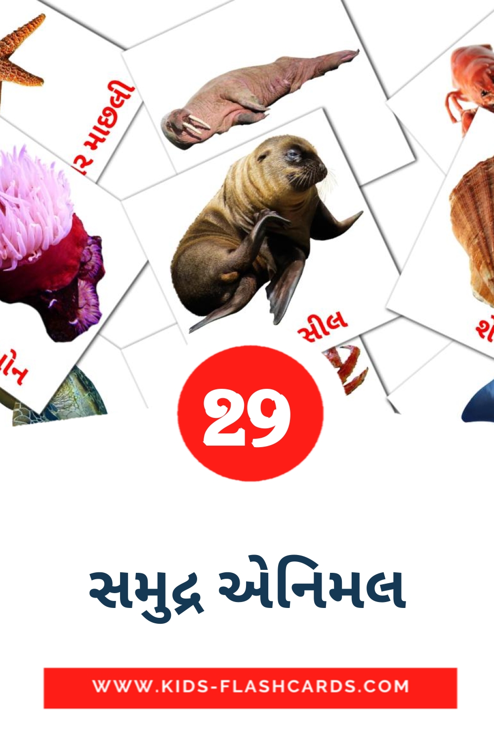 29 સમુદ્ર એનિમલ Picture Cards for Kindergarden in gujarati