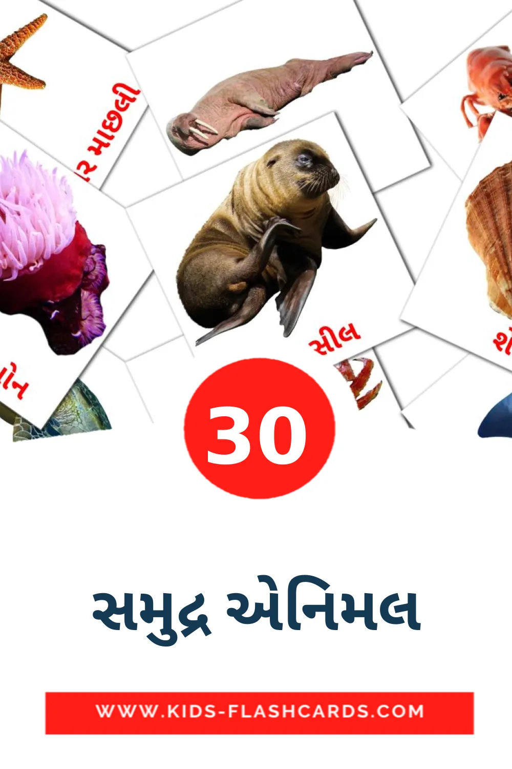 30 carte illustrate di સમુદ્ર એનિમલ per la scuola materna in gujarati