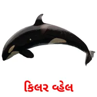 કિલર વ્હેલ ansichtkaarten