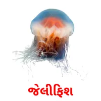 જેલીફિશ flashcards illustrate