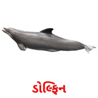 ડોલ્ફિન flashcards illustrate