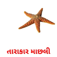 તારાકાર માછલી flashcards illustrate