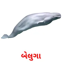 બેલુગા flashcards illustrate