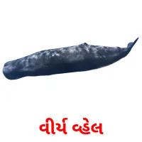 વીર્ય વ્હેલ flashcards illustrate