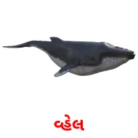 વ્હેલ flashcards illustrate