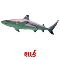 શાર્ક flashcards illustrate