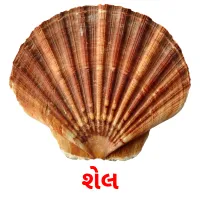 શેલ flashcards illustrate