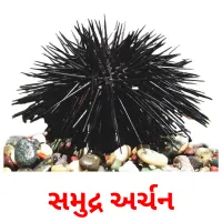 સમુદ્ર અર્ચન flashcards illustrate