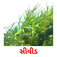 સીવીડ flashcards illustrate