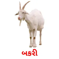 બકરી picture flashcards