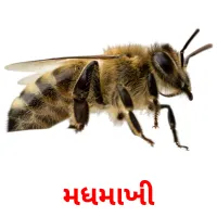 મધમાખી picture flashcards