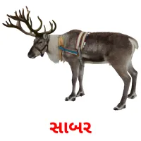 સાબર picture flashcards