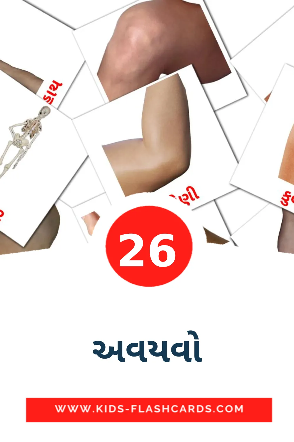 26 અવયવો fotokaarten voor kleuters in het gujarati