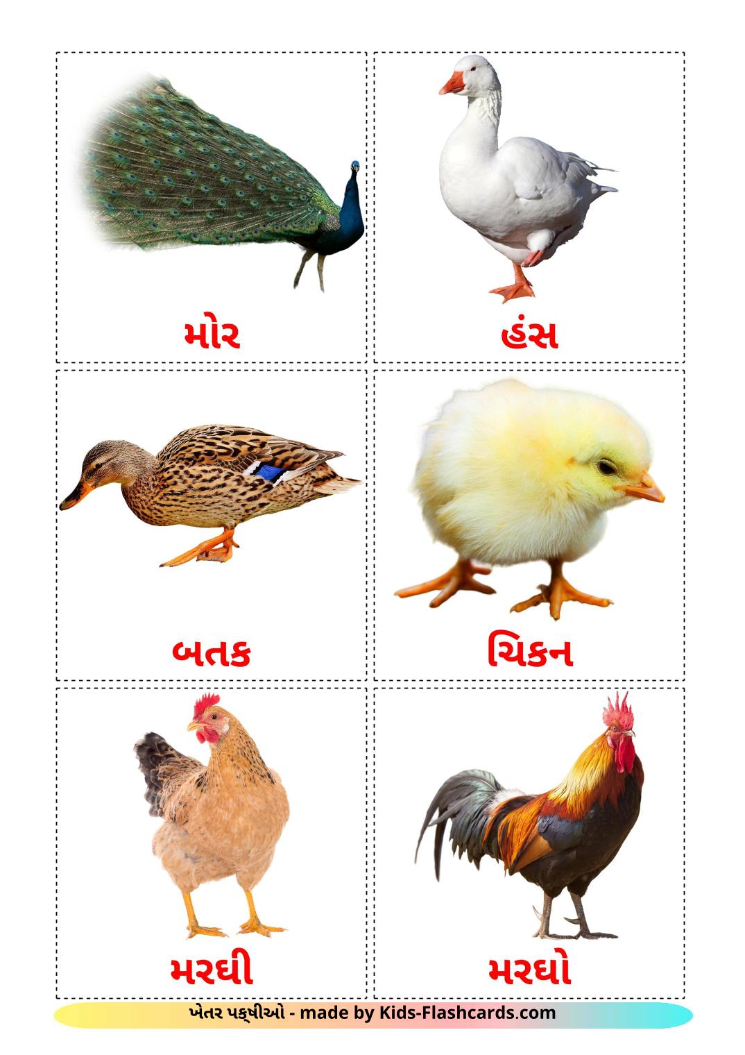 Farm birds - 11 Free Printable gujarati Flashcards 