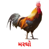 મરઘો ansichtkaarten