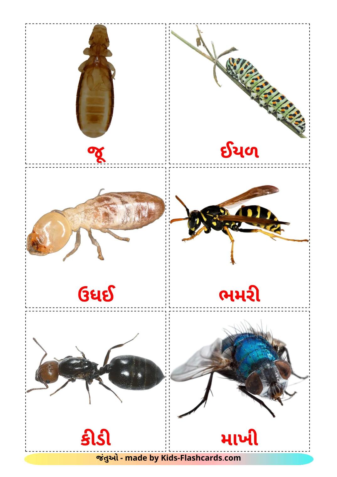 Insectos - 24 fichas de gujarati para imprimir gratis 