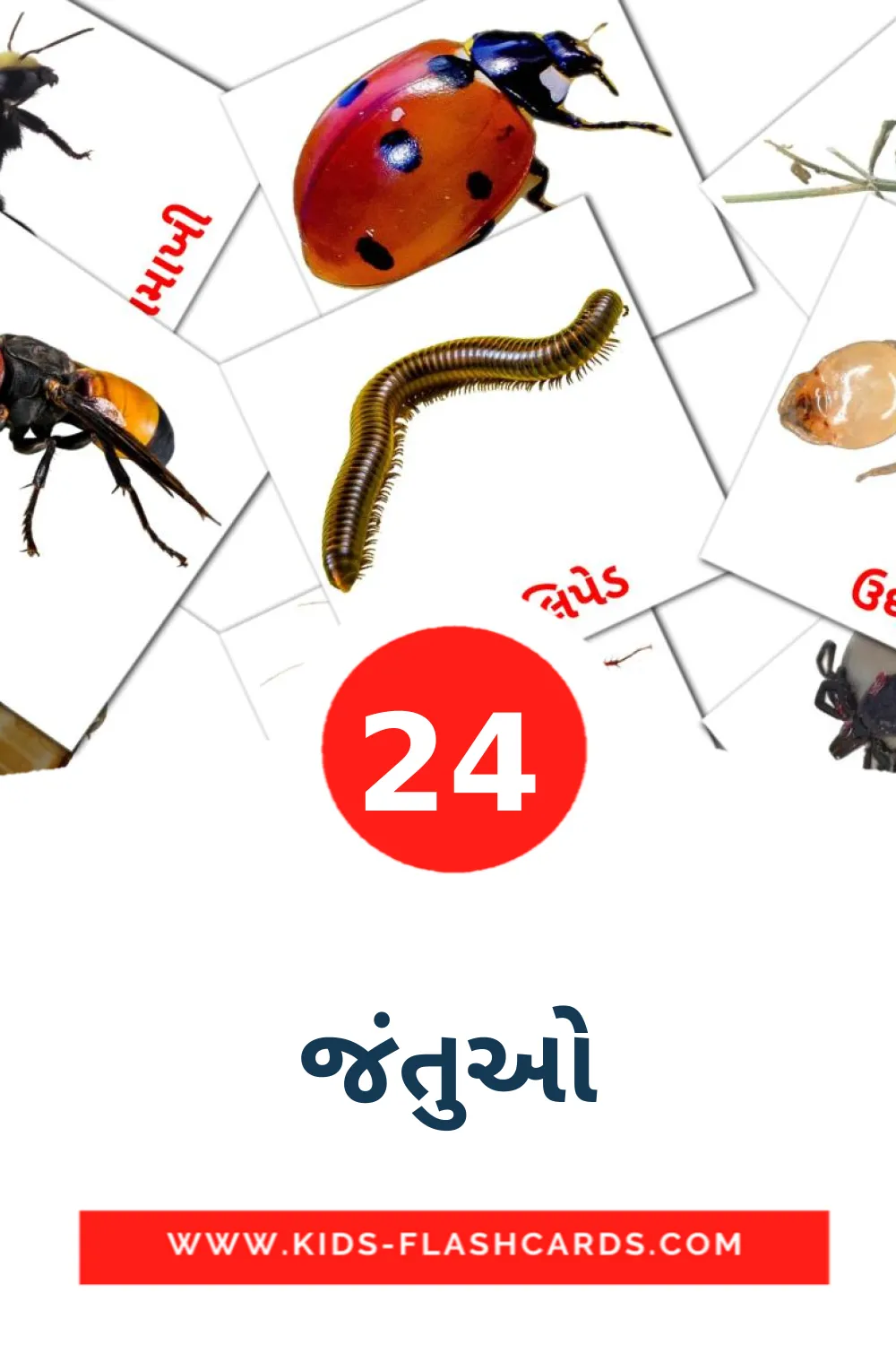 24 tarjetas didacticas de જંતુઓ para el jardín de infancia en gujarati