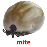 mite picture flashcards