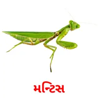 મન્ટિસ Tarjetas didacticas