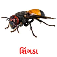 શિંગડા Tarjetas didacticas