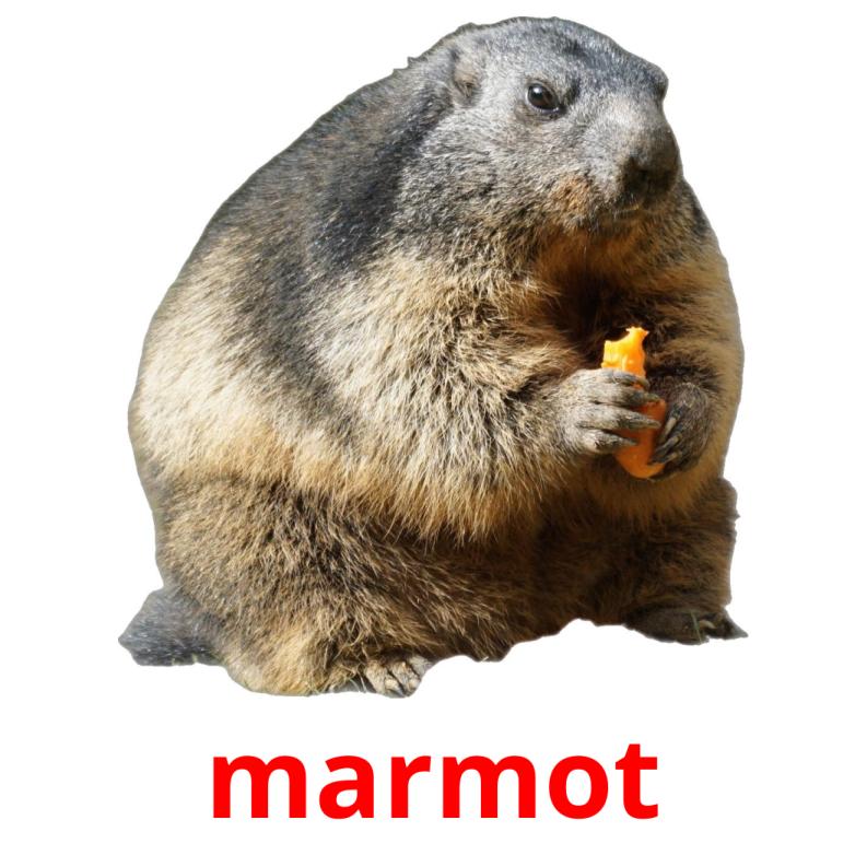 marmot picture flashcards