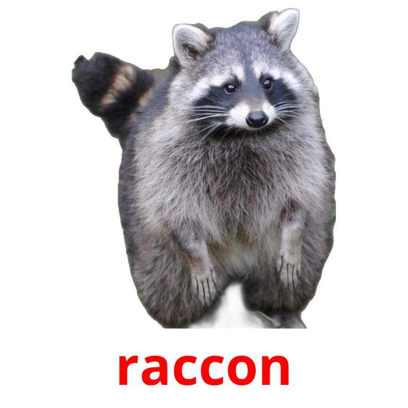 raccon picture flashcards
