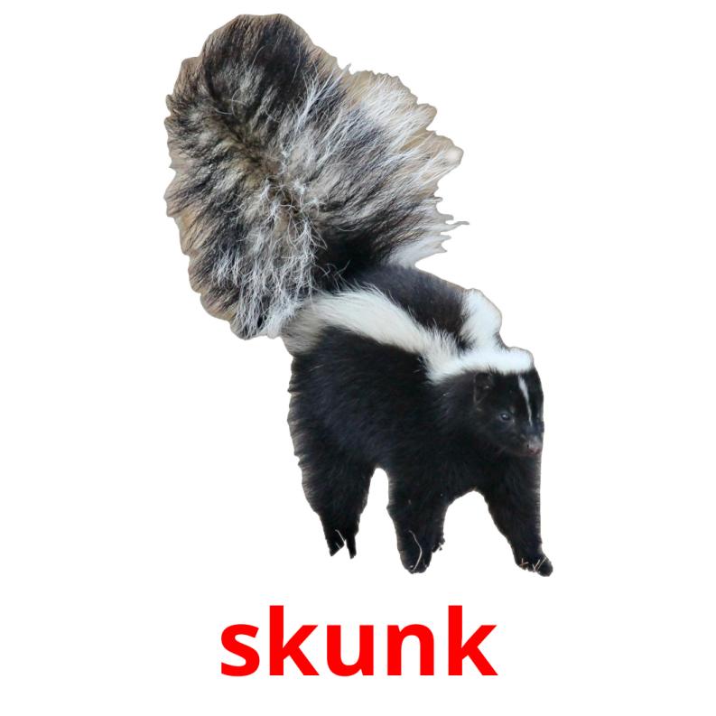 skunk picture flashcards