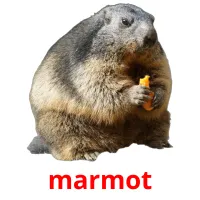 marmot cartões com imagens