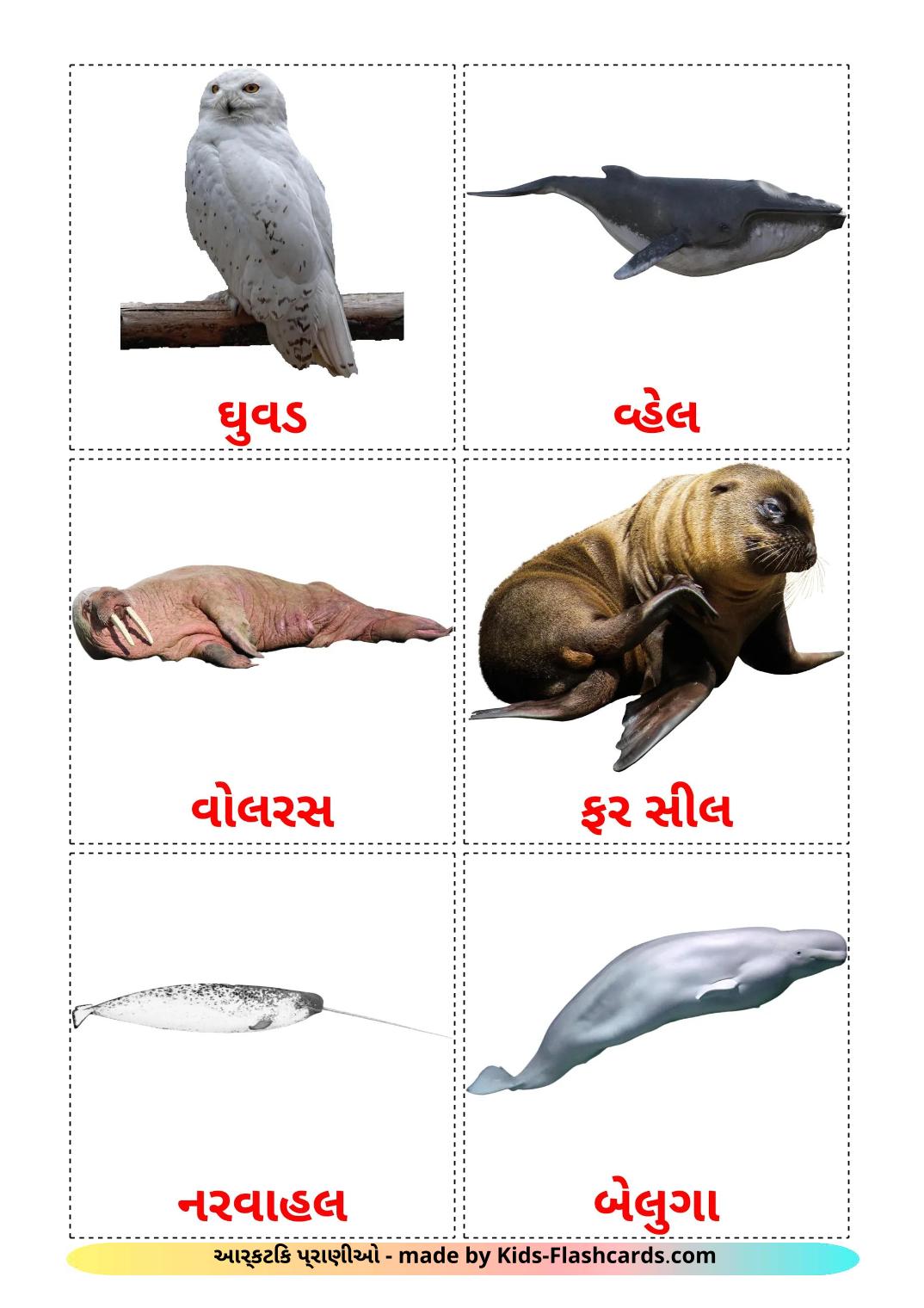 Animais do Ártico - 15 Flashcards gujaraties gratuitos para impressão