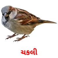 ચકલી ansichtkaarten