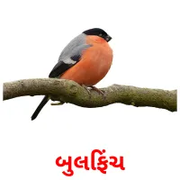 બુલફિંચ ansichtkaarten