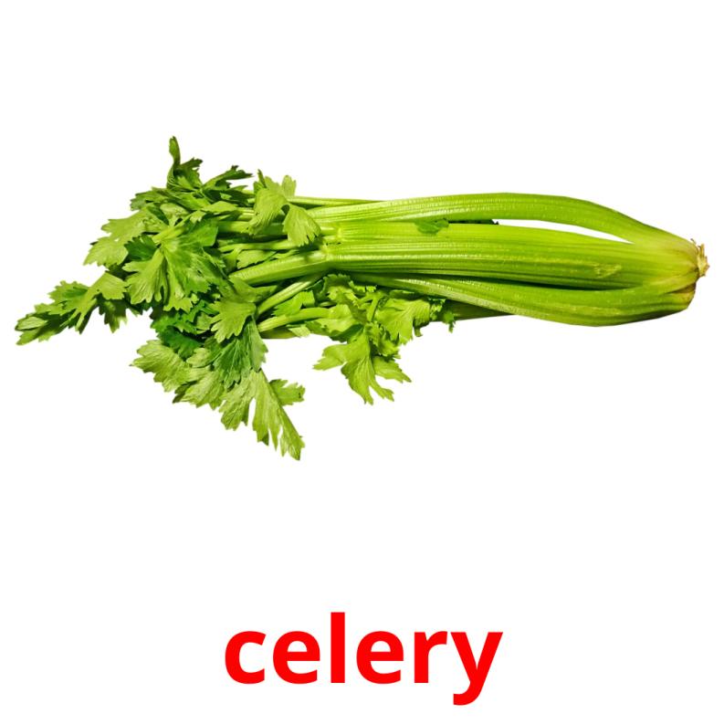 celery picture flashcards