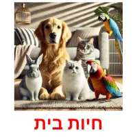 חיות בית Bildkarteikarten