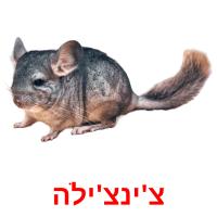 צ'ינצ'ילה card for translate