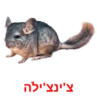 צ'ינצ'ילה Bildkarteikarten