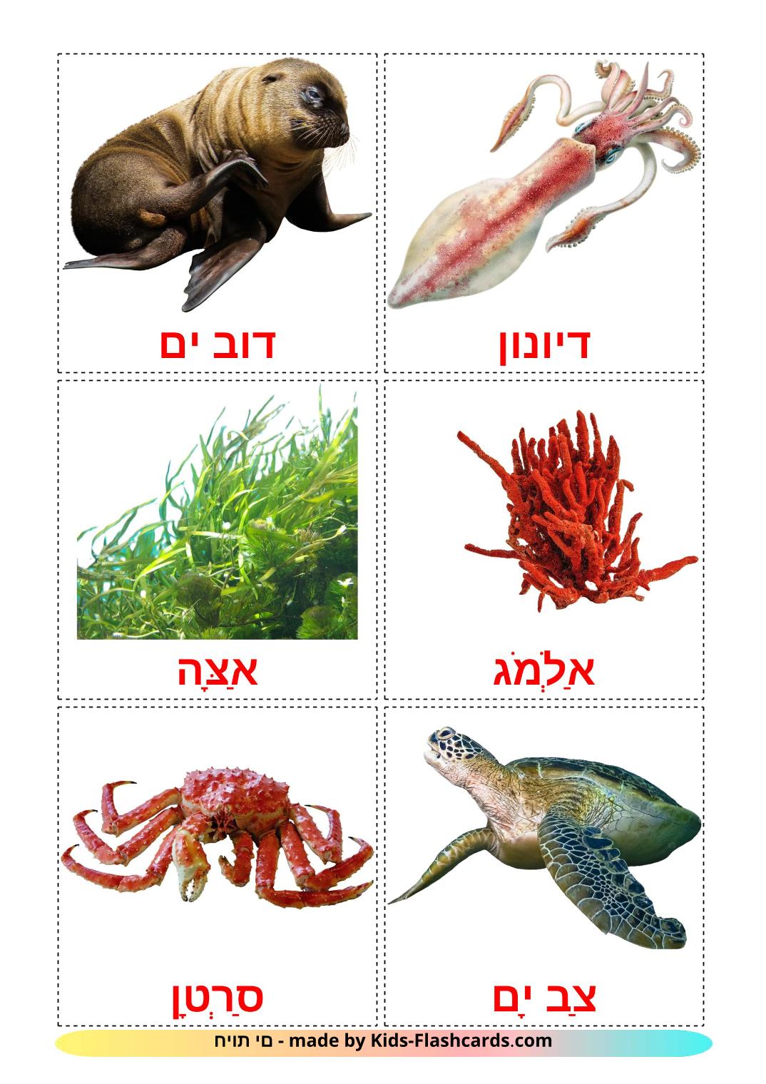 Sea animals - 29 Free Printable hebrew Flashcards 