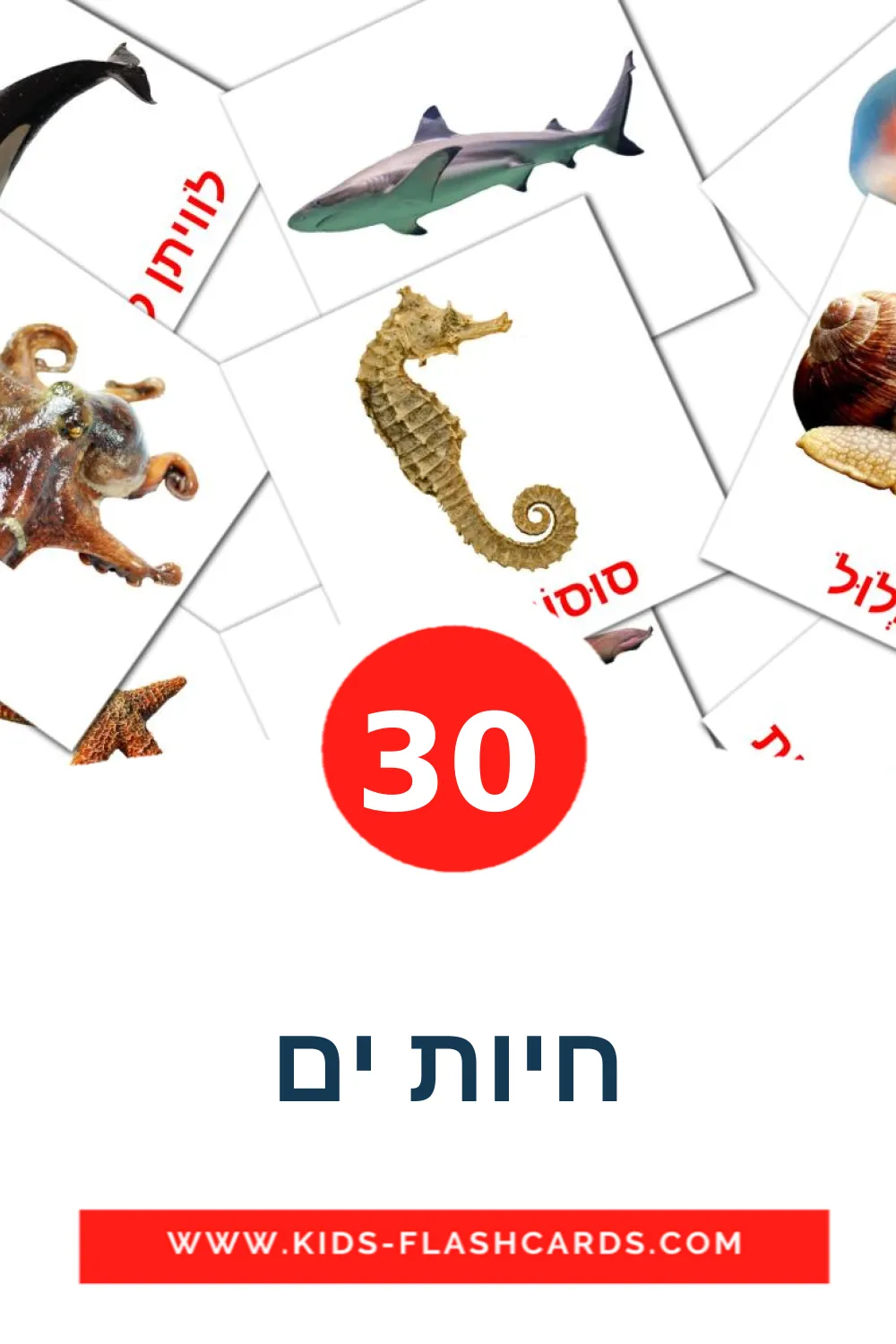 30 חיות ים Bildkarten für den Kindergarten auf Hebräisch