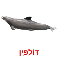 דּוֹלְפִין Bildkarteikarten