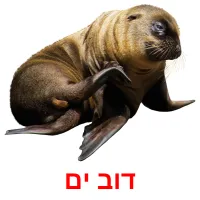 דוב ים Bildkarteikarten