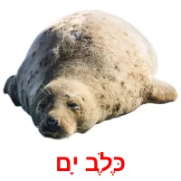 כֶּלֶב יָם Bildkarteikarten