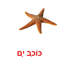 כּוֹכַב יָם Bildkarteikarten