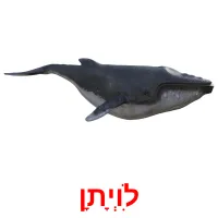 לִוְיָתָן Bildkarteikarten