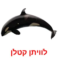 לוויתן קטלן Bildkarteikarten