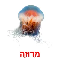 מֶדוּזָה Bildkarteikarten