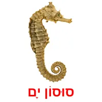 סוּסוֹן יָם Bildkarteikarten