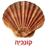 קוֹנְכִיָּה Bildkarteikarten