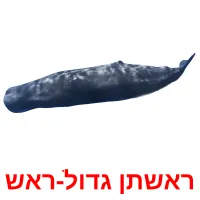 ראשתן גדול-ראש Bildkarteikarten